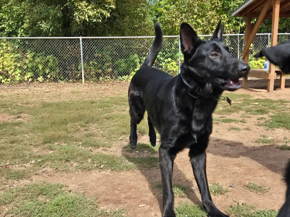 A black dog trotting through a fenced dog run